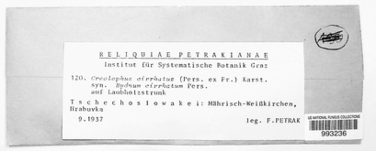 Hericium cirrhatum image